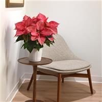 Christmas Aurora™ Queen Poinsettia