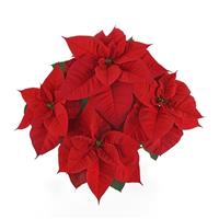 Christmas Royale Poinsettia