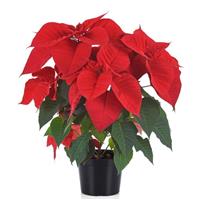 Christmas Royale Poinsettia