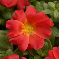 PortoGrande™ Red Portulaca