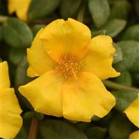 PortoGrande™ Yellow 26 Portulaca
