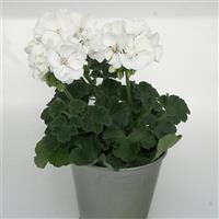 Moonlight™ White Zonal Geranium