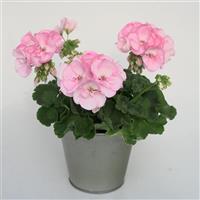 Sunrise™ Appleblossom Zonal Geranium