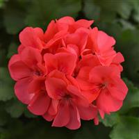 Sunrise™ Coral Zonal Geranium