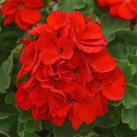 Sunrise™ Bright Scarlet 26 Zonal Geranium