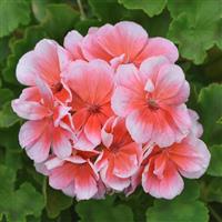 Sunrise™ Light Salmon 26 Zonal Geranium