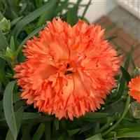 Vivacia™ Orange Dianthus