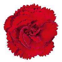Vivacia™ Deep Red Dianthus