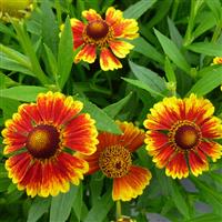 Helenium autumnale Salud™ Embers