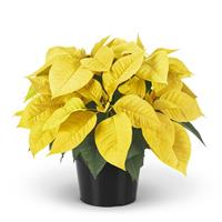 Golden Yellow Poinsettia