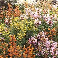 Agastache Arizona Mix