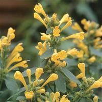 Agastache Arizona Sun