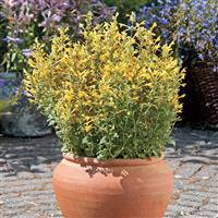 Agastache Arizona Sun