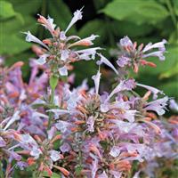 Agastache Arizona Sunset