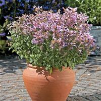 Agastache Arizona Sunset