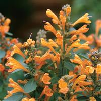 Agastache Arizona Sandstone