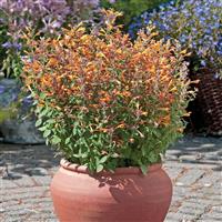 Agastache Arizona Sandstone