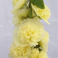 Alcea Chater's Golden Yellow