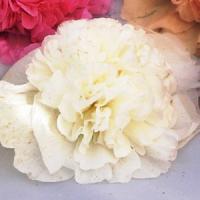 Alcea Chater's White