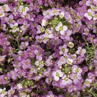 Wonderland Pink Alyssum