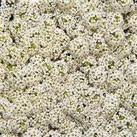 Wonderland White Alyssum