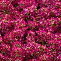 Wonderland Deep Rose Alyssum