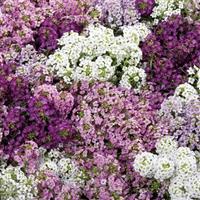 Wonderland Mulberry Mix Alyssum