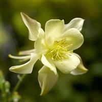 Aquilegia Kirigami Yellow