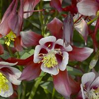 Aquilegia Kirigami Red & White
