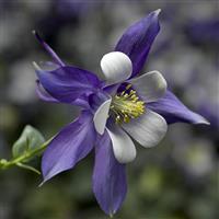 Aquilegia Kirigami Deep Blue & White