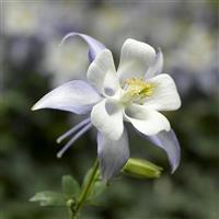 Aquilegia Kirigami Light Blue & White