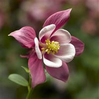 Aquilegia Kirigami Rose & Pink