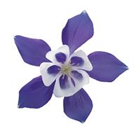 Aquilegia Spring Magic Blue White