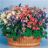 Aquilegia Spring Magic Mix