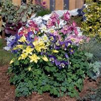 Aquilegia Spring Magic Mix