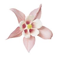 Aquilegia Spring Magic Pink White