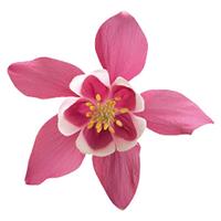 Aquilegia Spring Magic Rose White