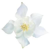 Aquilegia Spring Magic White