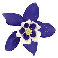 Aquilegia Spring Magic Navy White