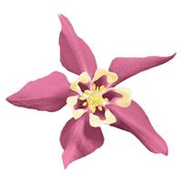 Aquilegia Spring Magic Rose Ivory