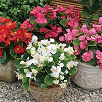 Bada Bing Mix Begonia
