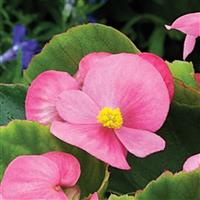 Bada Bing Pink Begonia