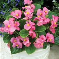 Bada Bing Pink Begonia