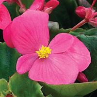 Bada Bing Rose Begonia