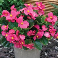 Bada Bing Rose Begonia