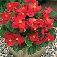 Bada Bing Scarlet Begonia