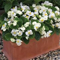 Bada Bing White Begonia