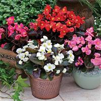 Bada Boom Mix Begonia