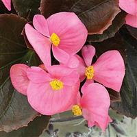 Bada Boom Pink Begonia