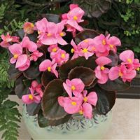 Bada Boom Pink Begonia